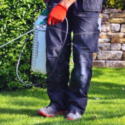 Landscaper wearing protective gloves and gear while spraying chemicals on a lawn near a stone wall.