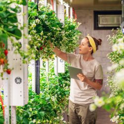 A woman in a controlled indoor vertical farm tending to strawberry plants. She holds a tablet in one hand while inspecting the plants, surrounded by rows of greenery and equipment, showcasing modern horticultural practices.