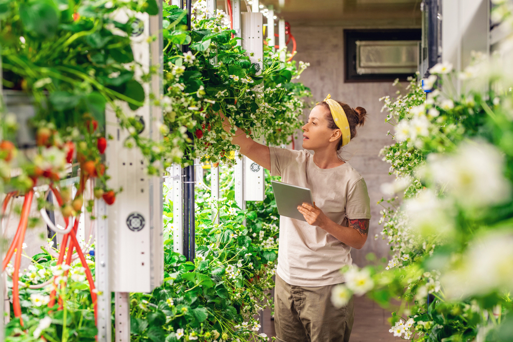 A woman in a controlled indoor vertical farm tending to strawberry plants. She holds a tablet in one hand while inspecting the plants, surrounded by rows of greenery and equipment, showcasing modern horticultural practices.