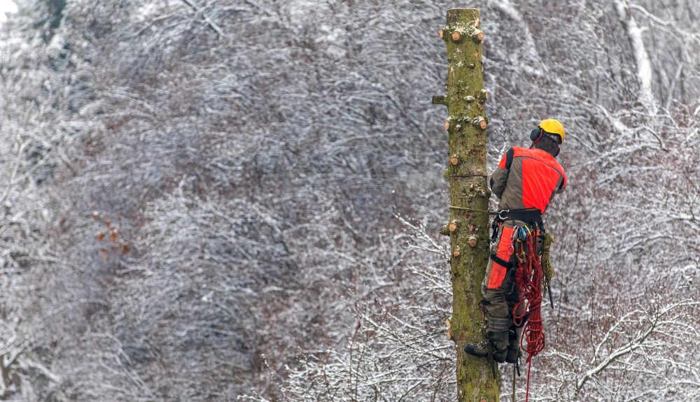 An arborist wearing safety gear works on a tree trunk in a snow-covered forest, showcasing the challenges of winter tree care operations.