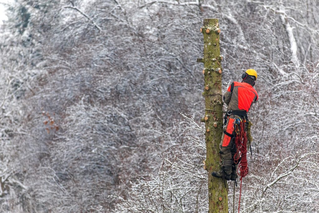 Arborist,In,Safety,Harness,Cutting,Spruce,With,Chainsaw,From,Height. An arborist wearing safety gear works on a tree trunk in a snow-covered forest, showcasing the challenges of winter tree care operations.