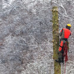 An arborist wearing safety gear works on a tree trunk in a snow-covered forest, showcasing the challenges of winter tree care operations.