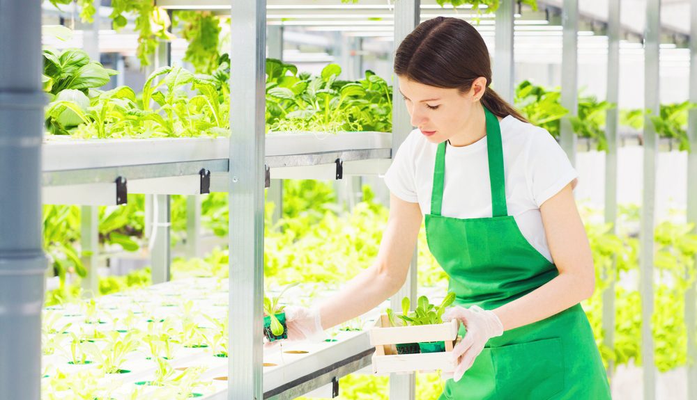 Young woman in a green apron working in a controlled environment agriculture facility, tending to leafy green plants growing on multi-tiered hydroponic shelves.