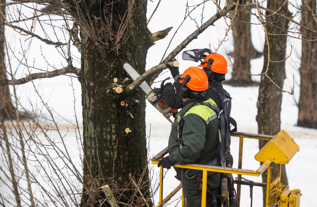 Spring pruning. Workers sawed off tree branches in the park
