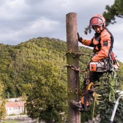 Tree care professional in a tree surveying job site