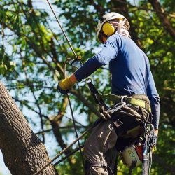 Tree care professional trimming tree