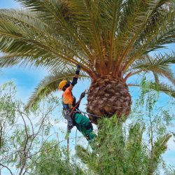 Arborist trimming a palm tree