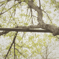 Tree limb electrical hazard on power line