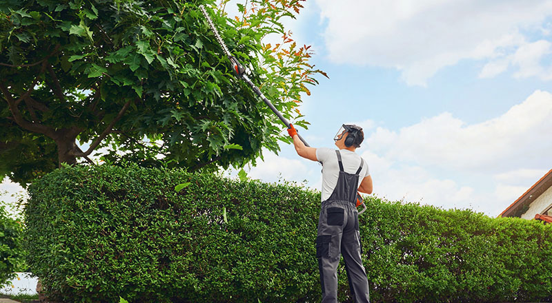 trimming-tree-from-ground Tree pruning from ground