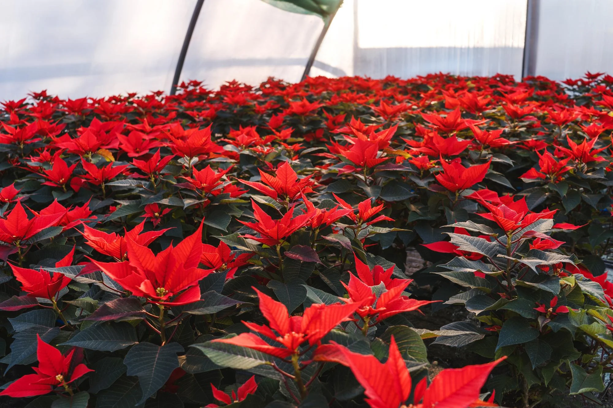 Rows of red poinsettia plants growing in a commercial greenhouse