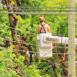 Utility line worker uses bucket truck to clear power lines