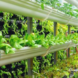 Vertical farming operation