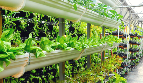 vertical-garden-growing-600x350 Vertical farming operation