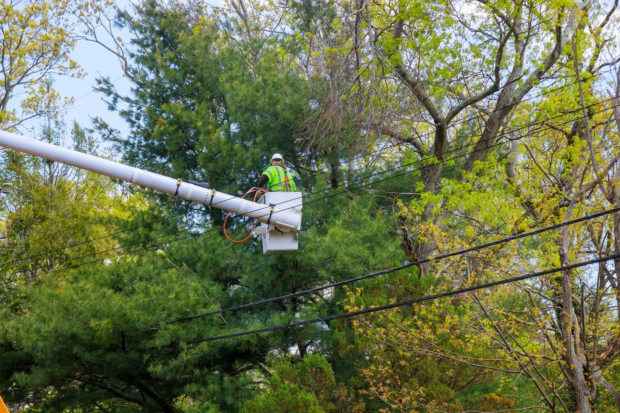 Tree crew in an aerial lift following electrical safety rules while pruning